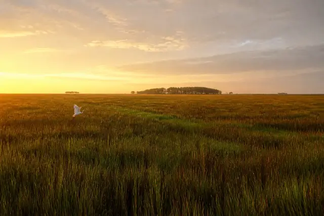 Sawgrass prairie stretching to the horizon at the western edge of Pembroke Pines at golden hour
