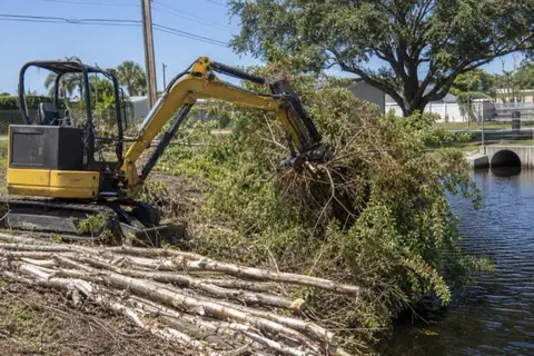 Mini-excavator pulling a multi-trunk Brazilian pepper thicket off a canal bank with felled melaleuca trunks stacked nearby